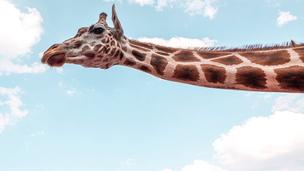 Illustration de la série SHOCKING n°27 qui s’intitule : CNV : une communication non violente ? Il s’agit du profil de la tête d'une girafe et de son cou. Le fond est un ciel dégagé, bleu. Le regard de la girafe se porte sur nous. On ne sait pas trop si elle fait la gueule ou pas.